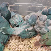 جوجه پرنده زیبا و خونگی دستی همه نژاد موجود است.|پرنده|شیراز, درکی|دیوار
