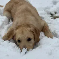 گلدن رتریور|سگ|تهران, جیحون|دیوار