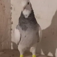 کفتر رنگی|پرنده|دزفول, |دیوار