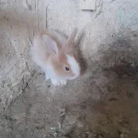 خرگوش لپ ودورگه ۸تاجوجها دوتا ماده بزرگ بایک نر