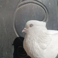 انواع سفید چشمدار