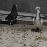 کفتر آلمانی