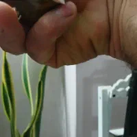 قناری مست مست|پرنده|شاهین‌شهر, فدک|دیوار