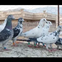 دسته کفتر گلی و ابلغ|پرنده|شیراز, فخرآباد (دروازه کازرون)|دیوار