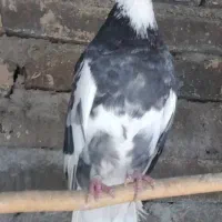 کبوتر|پرنده|هشتگرد, خور|دیوار