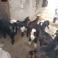 بزغاله پرواری