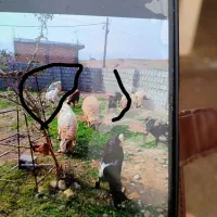 گم شده|حیوانات|اندیمشک, |دیوار