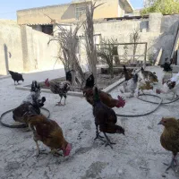 فروش مرغ و خروس محلی اصل|حیوانات مزرعه|نورآباد ممسنی, |دیوار