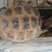 واگذاری خانگی|خزنده|مشهد, نکاح|دیوار