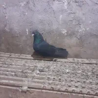 کفتر طوقی|پرنده|اردبیل, |دیوار