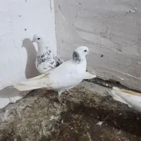کبوتر غریب|حیوانات|نگین شهر, |دیوار