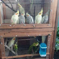 عروس هلندی سالم و جوان|پرنده|رودسر, |دیوار