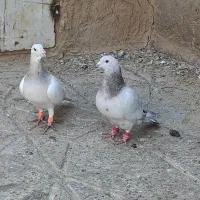 جفتگاهی سالم