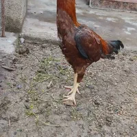 ۱۰ عدد مرغوخروس لاری اصیل