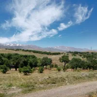 باغ سند دار جنب پارک ساحلی اکباتان