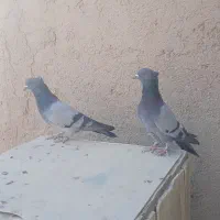 کفتر سبز خطی|پرنده|ساوه, |دیوار