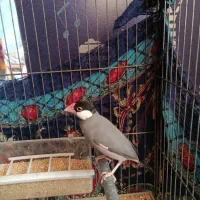 فنج نرگسی|پرنده|شیراز, سیاه سنگ|دیوار