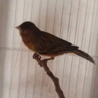 قناری جفت سوخته سرخ کبالت اصل