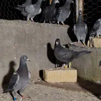 ۱۴تا جوجه پلاکی