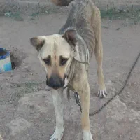 سگ گمشده