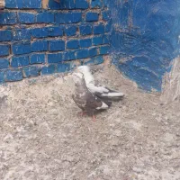پرنده رنگی پلاکی|پرنده|اهواز, اسلام آباد غربی|دیوار