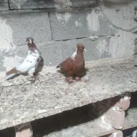 کبوتر ککیلی یا قرمزی نشان