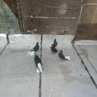 کبوتررنگی|پرنده|بوئین زهرا, |دیوار