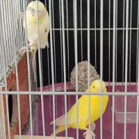 مرغ عشق جفت ماده لوتینو چشم شرابی