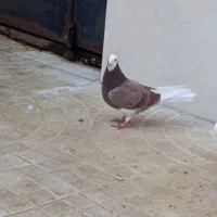کبوتر ماده  حیوان نمونه به دلیل اینکه جا ندارم