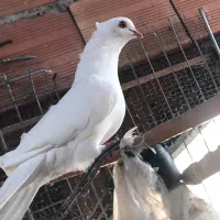 سفید کاکل ماده پرشی