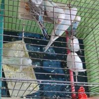 مرغ عشق نر و ماده مولد با جوجه هاش