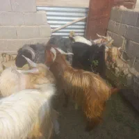 کهره نر و بره کوهه|حیوانات مزرعه|استهبان, |دیوار