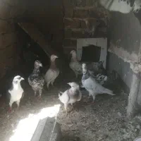 کبوتر کاکلی سار هفرنگ سینه سیاه جفتگاه وهوایی