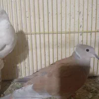 یک جفت کبوتر محلی|پرنده|میناب, |دیوار