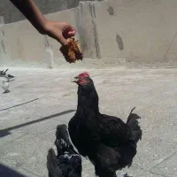 مرغ وخروس گلین|حیوانات مزرعه|تهران, عبدل‌آباد|دیوار