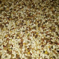 دان مخلوط کبوتر درجه یک اصفهان