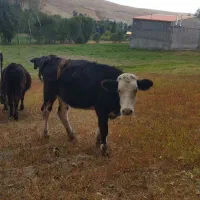 فروش گوساله ماده
