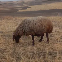 گوسفند میش داشتی|حیوانات مزرعه|کوزران, |دیوار