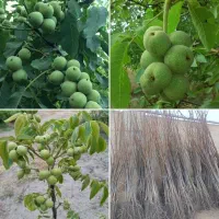 فروش ویژه نهال گردو فرنور پیوندی