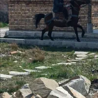 اسب نر یورغه