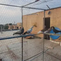 کبوتر|پرنده|بندر ماهشهر, |دیوار