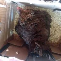 مرغ کرچ محلی اصل|حیوانات مزرعه|کهنوج, |دیوار