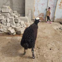 بره قوچ چال