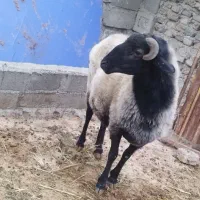 گوسفند ۲سالع جوان