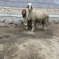 گوسفند گاو گوساله قوچ وسایل ماشین موتور