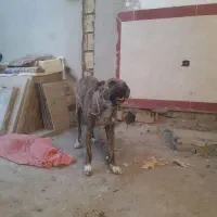 سگ افغان|سگ|کرمانشاه, |دیوار