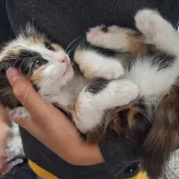 گربه برتیش|گربه|تهران, شهرک طالقانی|دیوار