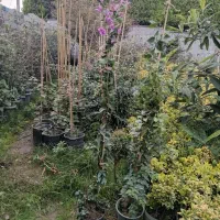 یاس هلندی وگل کاغذی|خدمات باغبانی و درختکاری|نشتارود, |دیوار