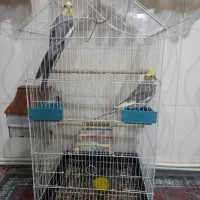 یک جفت عروس هلندی|پرنده|رباط‌کریم, شترخوار|دیوار