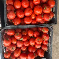 فروش گوجه ربی